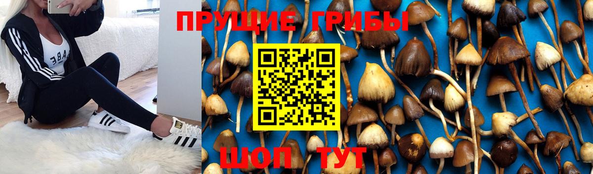 Алушта  Псилоцибиновые грибы GOLDEN TEACHER  Галлюциногенные грибы Magic Shrooms  Вход с VPN 